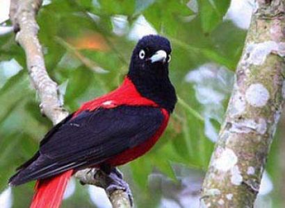 Bhutan Bird Watching Tour