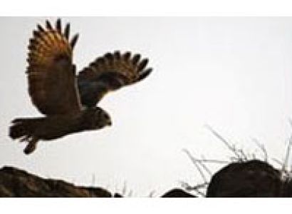 Gujarat Wildlife & Birding Tour
