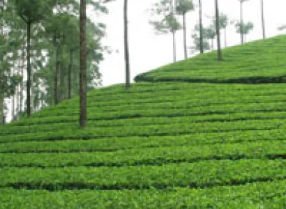 Kerala Tour - DP5D(CMAC)