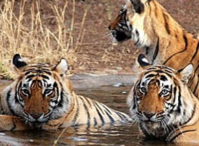 Ranthambore National Park