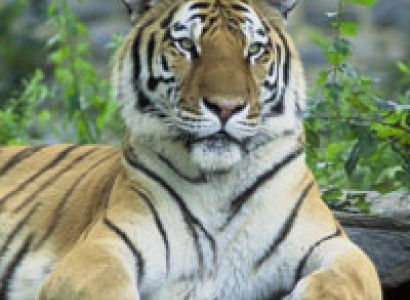 Taj Ganges and Tiger Tour