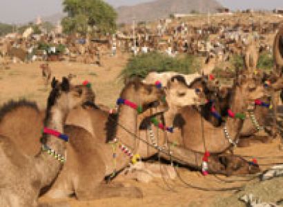 Rajasthan Tour with Pushkar Fair