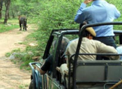 Ranthambore National Park Tour