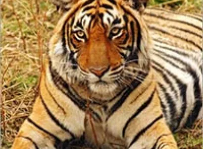 Classical Indian Tour