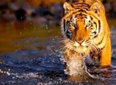 Rajasthan with Wildlife and Kerala Tour