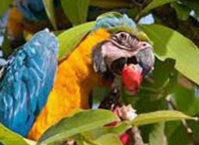 Singapore Tours 4 Nights / 5 Days Singapore Bintan Island Tour