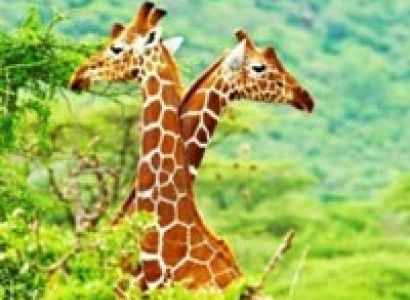 Short Escape to Ranthambore Tour