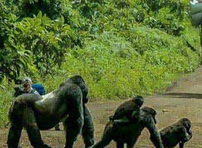 Gorilla Safari - 8 Days Package