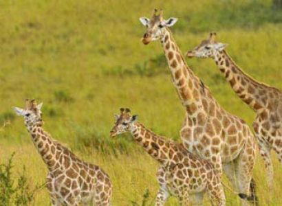 9 Days Uganda Big Game Safari in Uganda National Parks Tour