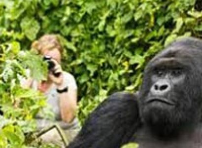 Gorilla Tracking, Wildlife & Chimpanzee Tour