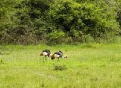 Uganda G Olfing Safari Tour