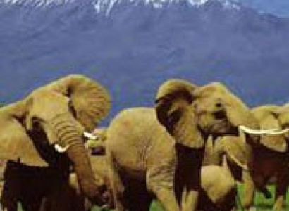 Epic birding in Africa Tour