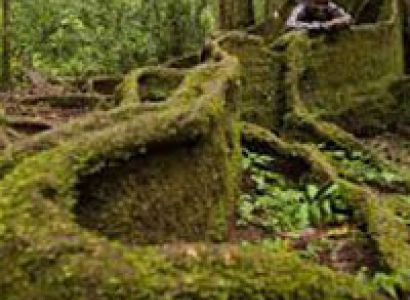 Birdwatching Trip Kakamega Forest to the Kenya Coast Package