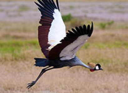 Kenya Birding Tour