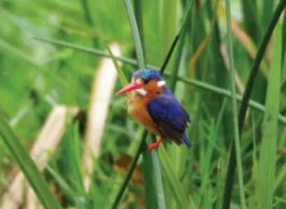 Best of Rwanda Gorilla Safari Tour