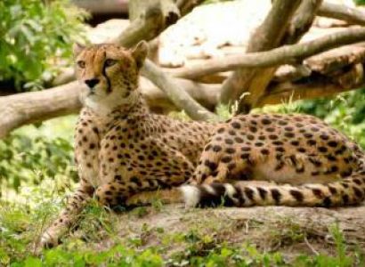 Uganda Wildlife/ Game Viewing Safari Tour
