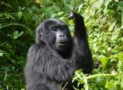 Uganda and Rwanda Gorilla Safari Tour