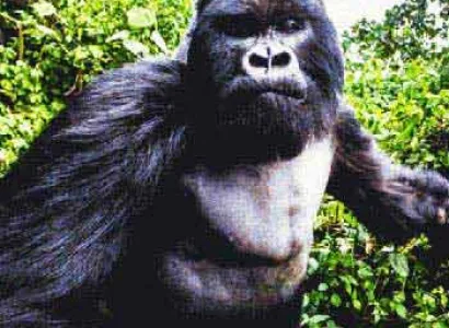 Chimpanzee and Gorilla Safari Tour