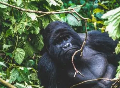Rwanda And Uganda Gorilla Tours
