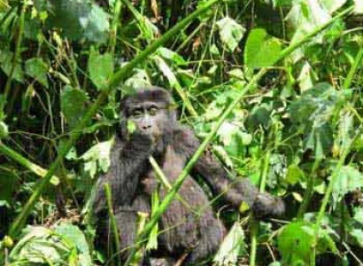 Gorilla Tracking Safari in Bwindi Tour