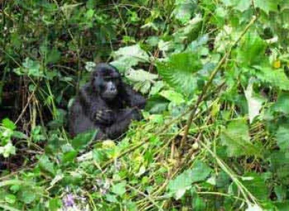 Rwanda Gorilla Trekking Safari Tour