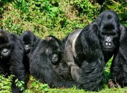 Queen Elizabeth Safari, Wildlife Tour Uganda Tourism