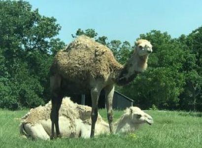 2 Days Tsavo East Safari Rd Package