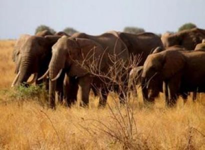 2 Days Tsavo East & Saltlick Rd Package