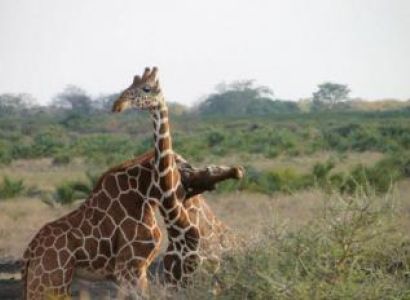 2 Days Masai Mara Safari By Air Package
