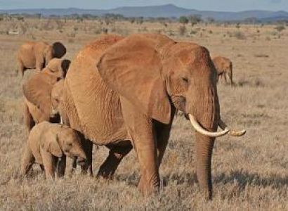 2 Days Tsavo East Road Safari Package