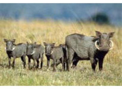 Masai Mara Game Reserve & Lake Nakuru National Park Tour