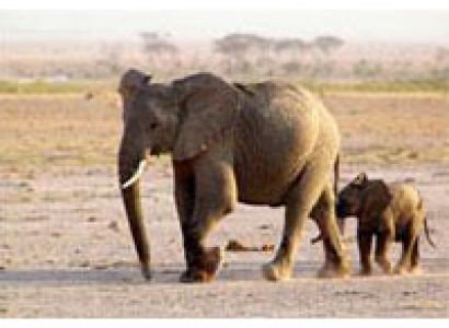 Amboseli - Aberdare - Lake Nakuru - Masai Mara Tour