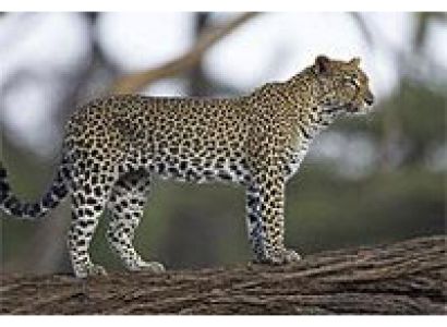 Aberdares/Mt. Kenya National Park & Samburu Game Reserve Tour