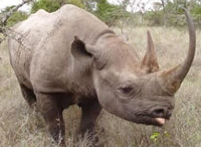 Nature Out and About Safari Tour