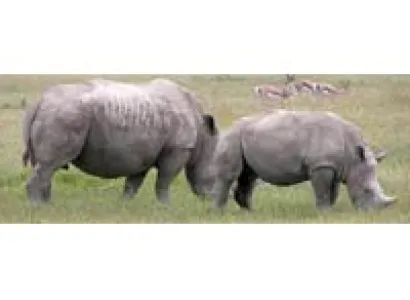 4 Days L.Manyara/ Ngorongoro/ Tarangire Tour