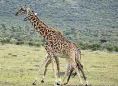 7 Days Lake Manyara / Ngororngoro Crater/ Serengeti Lodges Safari Tanzania