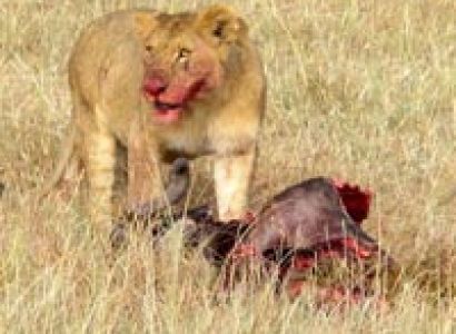 Great Kenya Safari Tour