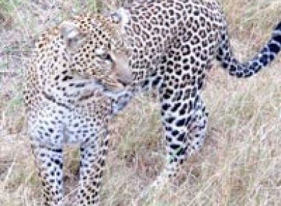 Serengeti Safari Tour