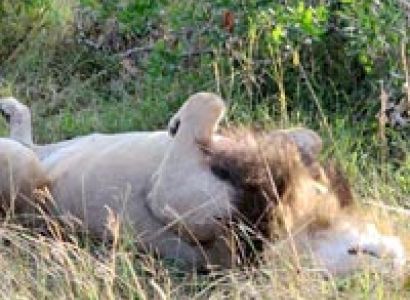 Kenya & Tanzania Safari Tour