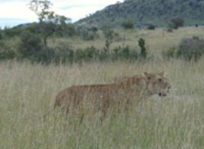 Kenya Wildlife and Tented Camp Big Five Private Safari Tour