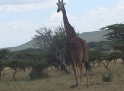 Best of Kenya Wilderness to Beach Private Safari Tour
