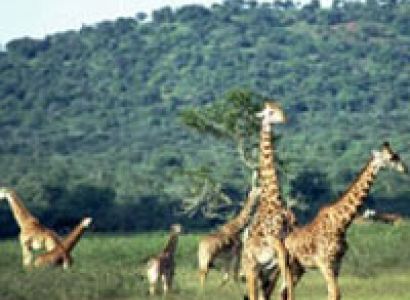 Amboseli Elephant Lodge Safari