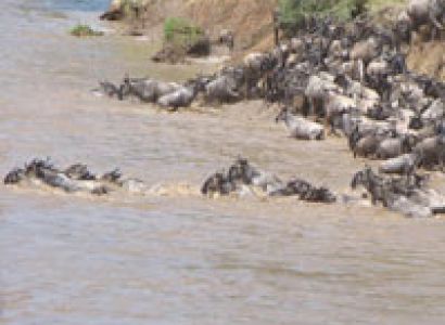 Best of Kenya Wildlife Viewing and Birding Group Safari Tour