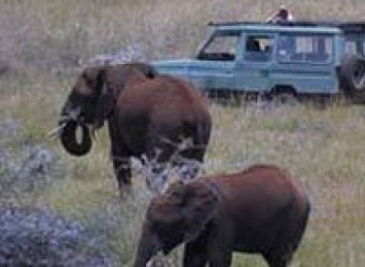 Amboseli and Tsavo Game Viewing Private Safari Tour