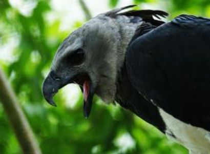 Realm of the Harpy Eagle