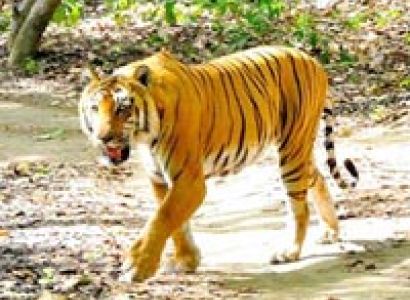 Corbett Wildlife Tour