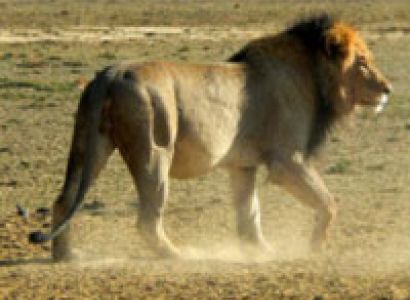 Cape Namibia Explorer 2013 Option 2