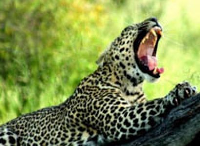 Wildlife and Birding Extravaganza 2013-Option1