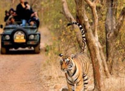 6 Jeep Safaris Tour