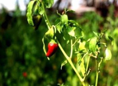 Majestic Waterfalls and Spice Plantation Goa Tour